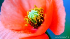 繁栄の花 ＜1＞