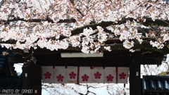 梅vs.桜