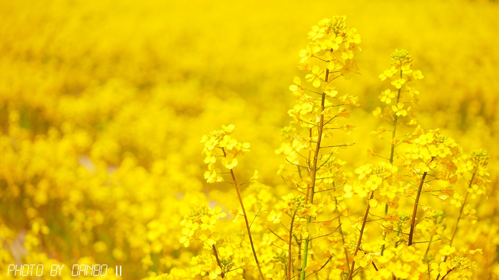 菜の花畑 ＜2＞