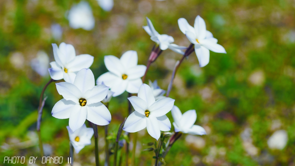 Spring starflower ＜2＞