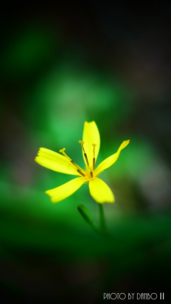 僅かに咲く花 ＜2＞