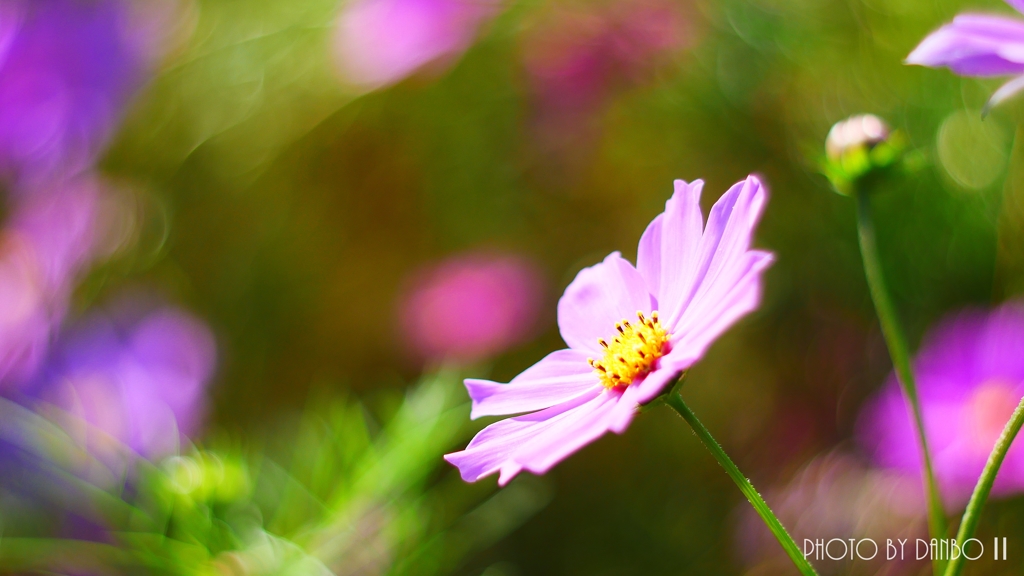 うす紅の秋桜が・・・ ＜16＞
