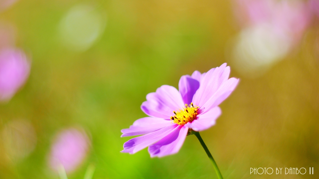 うす紅の秋桜が・・・ ＜18＞