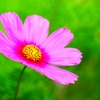 夏咲秋桜 ＜8＞