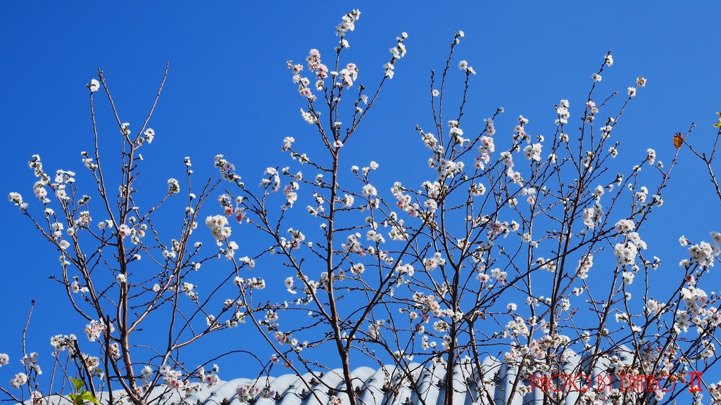 立春の桜！？ ＜1＞