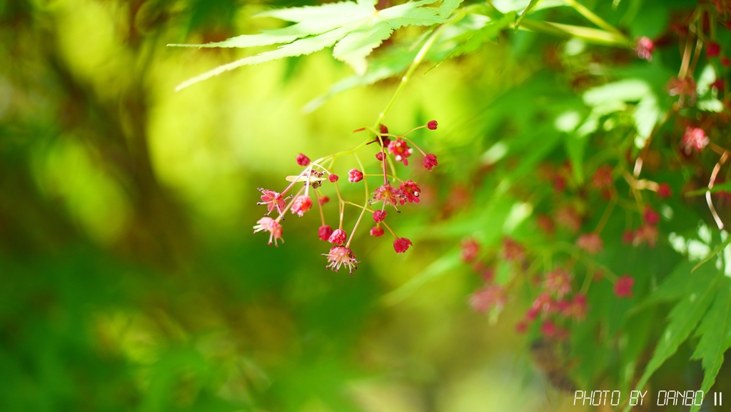 新緑に紅い花 ＜1＞