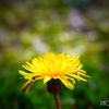 春の野草花 ＜1-2＞