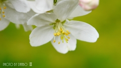 りんごの花ほころび (^^♪ ＜2＞