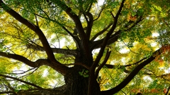 Ginkgo Tree ＜銀杏の木＞