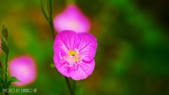 赤花夕化粧 ＜1＞