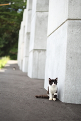 田代島で出会った猫シリーズ①