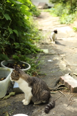 田代島で出会った猫シリーズ⑦