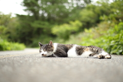 田代島で出会った猫シリーズ③