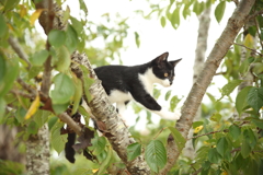 田代島で出会った猫シリーズ⑤