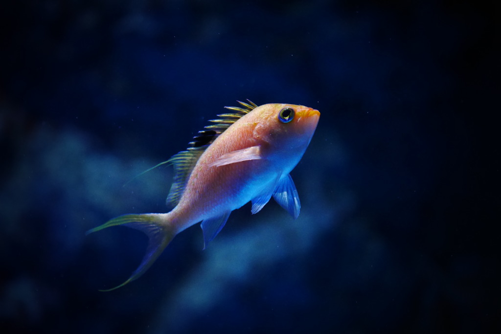  Fish fly in the sky