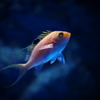  Fish fly in the sky