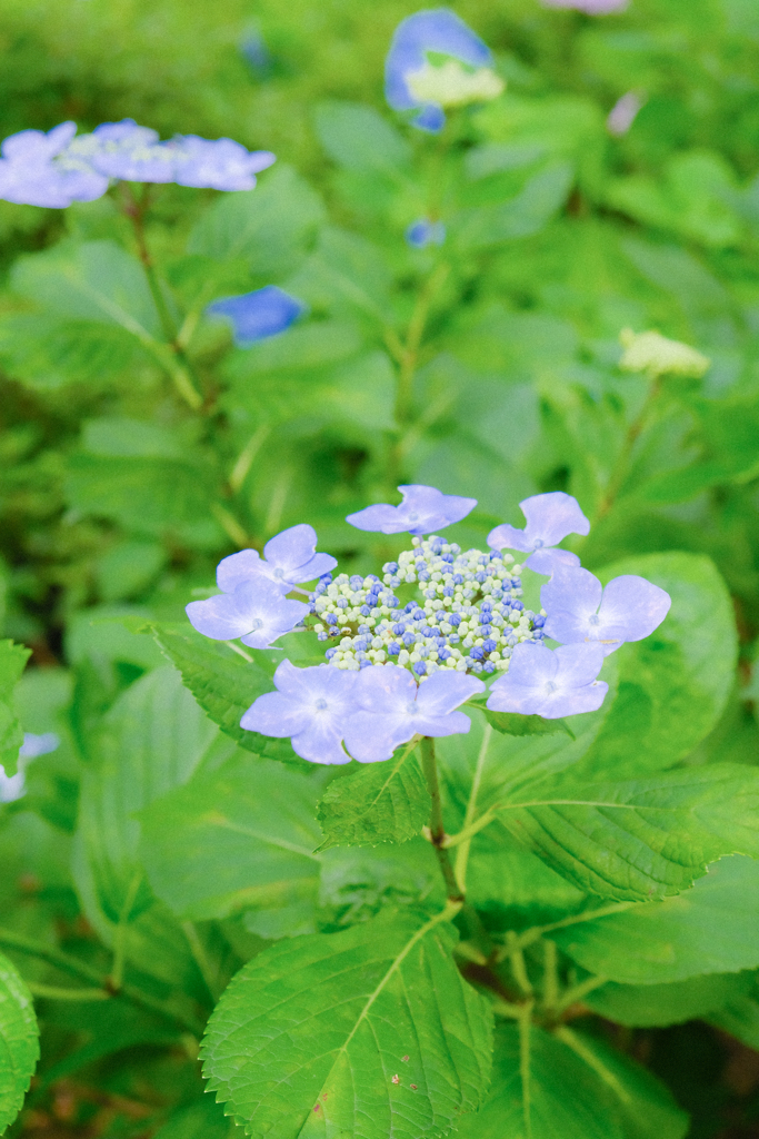 紫陽花