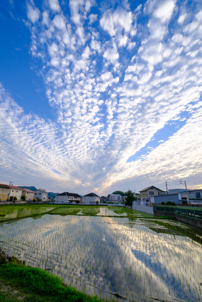 田園