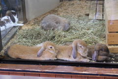 ウサギ3人兄弟