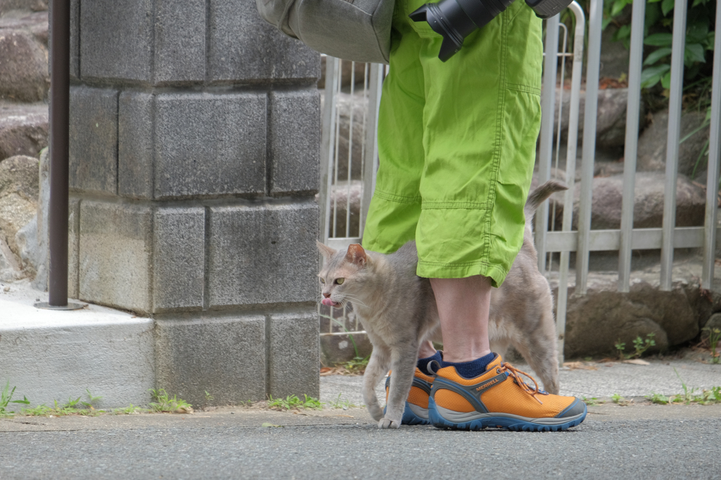 グリーントンネル