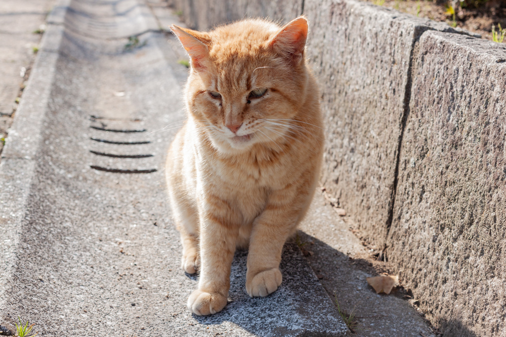 猫１