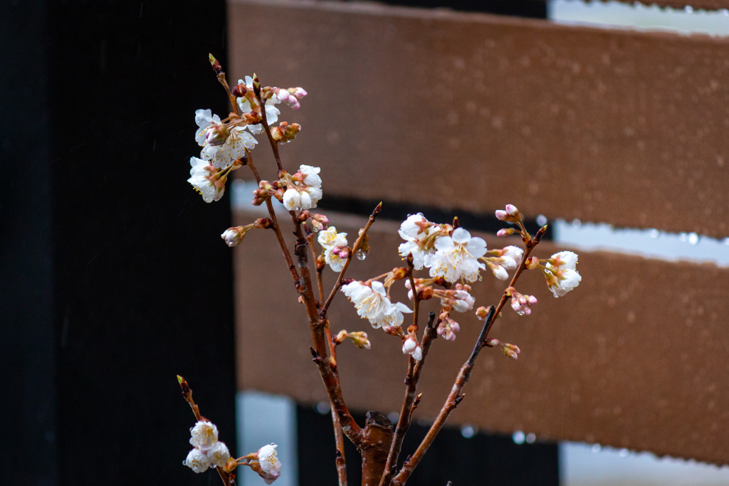 雨、開花