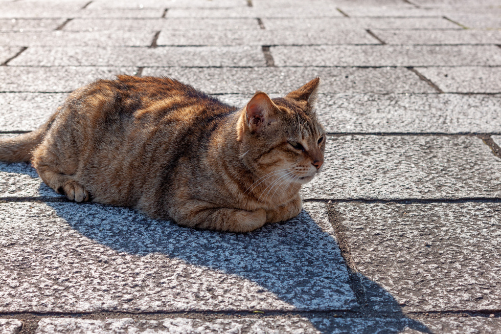 猫２