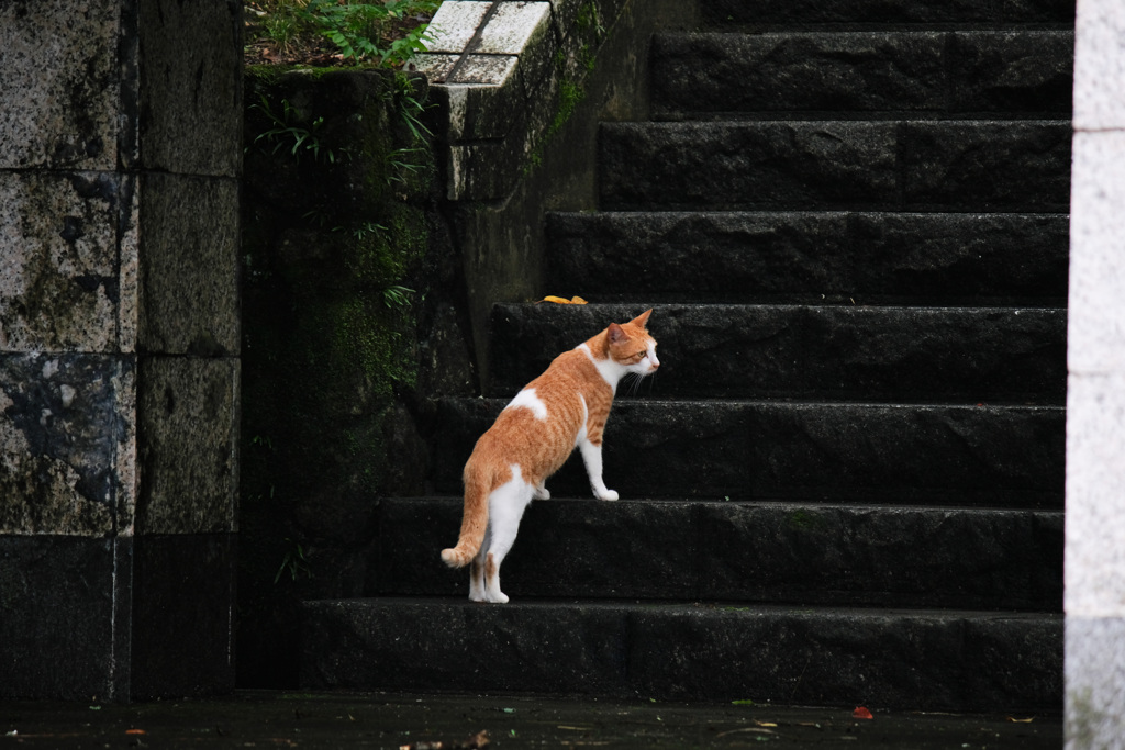 あっ、猫