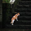 あっ、猫