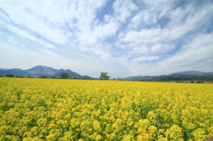 2014　飯山菜の花公園