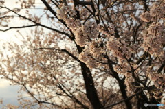 夕陽に染まる桜