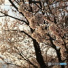 夕陽に染まる桜