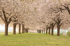 千曲川土手沿い③　八重桜トンネル