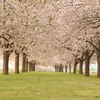 千曲川土手沿い③　八重桜トンネル