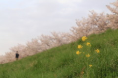 千曲川土手沿い⑤　１本の菜の花