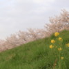 千曲川土手沿い⑤　１本の菜の花