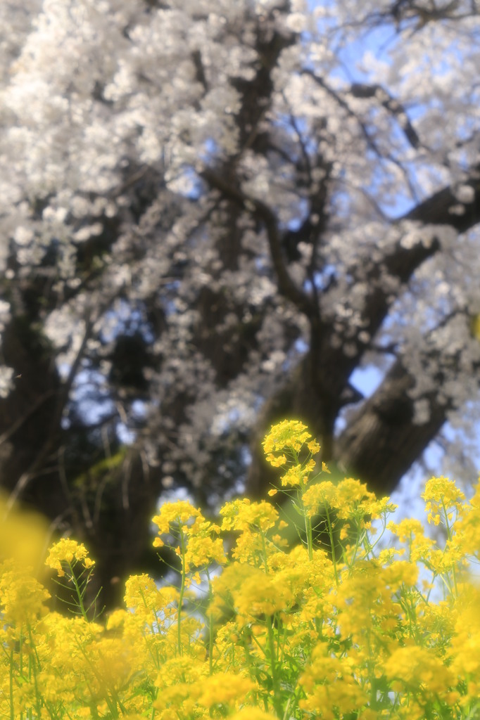 長野市内の桜
