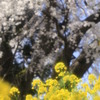 長野市内の桜