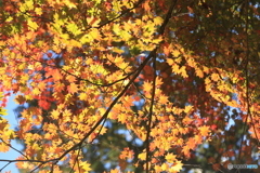 紅葉①