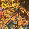 紅葉①