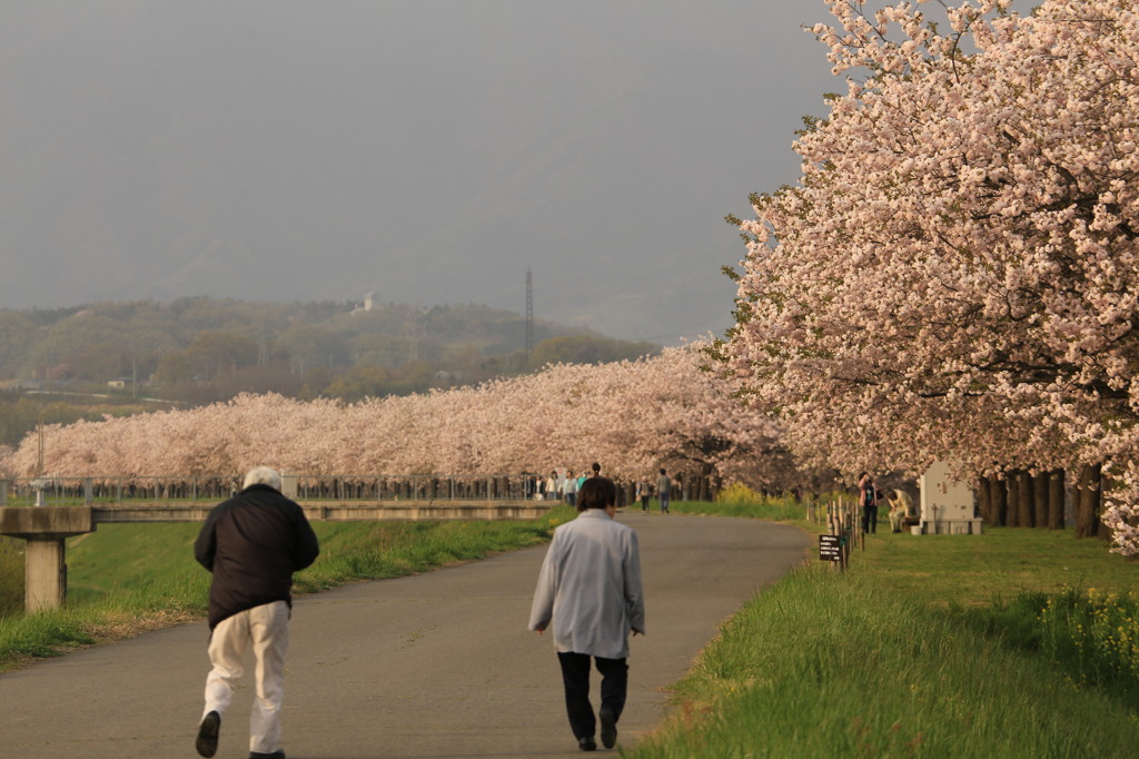 千曲川土手沿い②　八重桜満開！