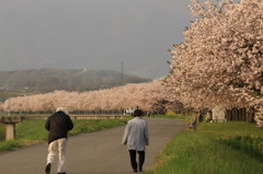 千曲川土手沿い②　八重桜満開！