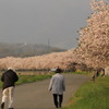 千曲川土手沿い②　八重桜満開！