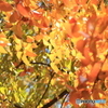 紅葉②