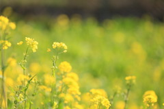 菜の花