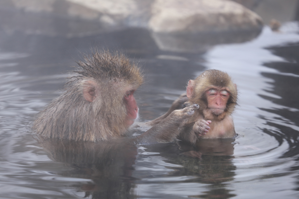 2015　地獄谷野猿公苑