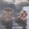 2015　地獄谷野猿公苑