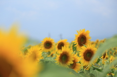 2015　山梨県明野町ひまわり