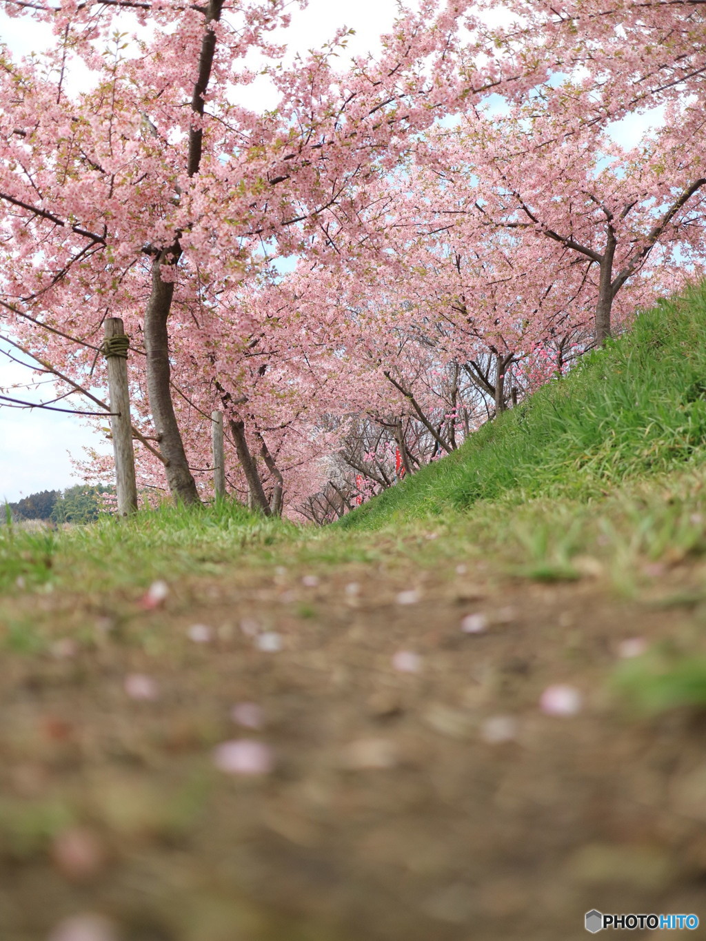 河津桜