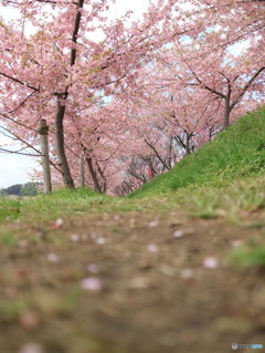 河津桜